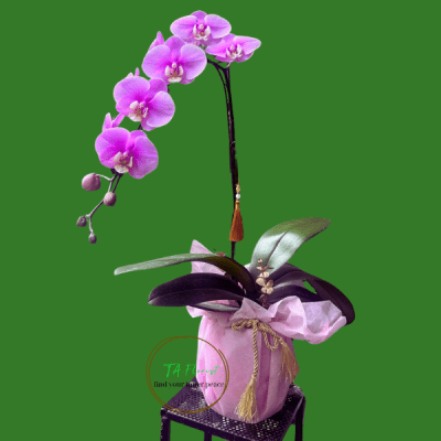 hướng dẫn chăm lan hồ điệp tại Taflorist