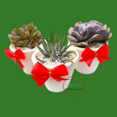 hướng dẫn chăm sen đá, xương rồng tại Taflorist