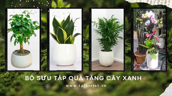 Gợi ý quà tặng cây xanh doorgift quà tặng event