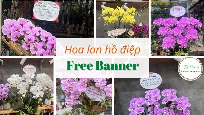 hoa lan hồ điệp free banner biển chúc mừng