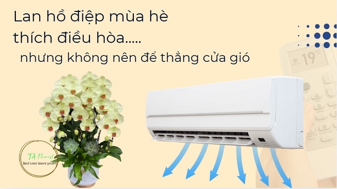 Lan hồ điệp mùa hè trong phòng điều hòa đúng cách sẽ bền hơn