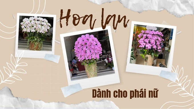 hoa lan dành cho phái nữ