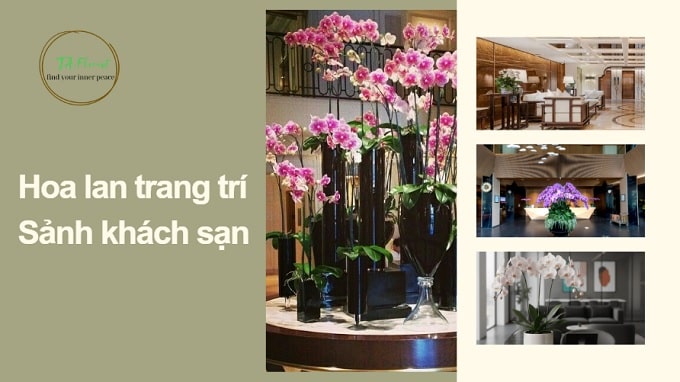 mua hoa lan hồ điệp trang trí sảnh khách sạn
