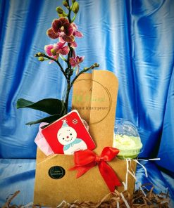 Hộp quà takeaway lan hồ điệp ORC001