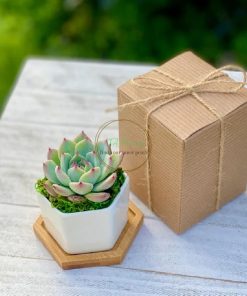 Chậu sen đá trồng sẵn trong chậu sứ trắng gói trong hộp giấy kaft SCL005