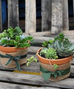 set quà sen đá bầu trồng chậu đất nung kèm nơ ruy băng SCL008