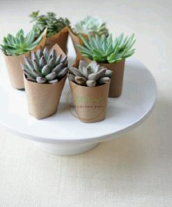 set quà sen đá bầu bọc giấy kaft SCL010A