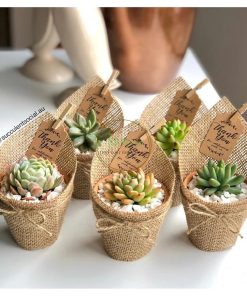 set quà sen đá bầu bọc vải bố set quà sen đá bầu bọc giấy kaft SCL012
