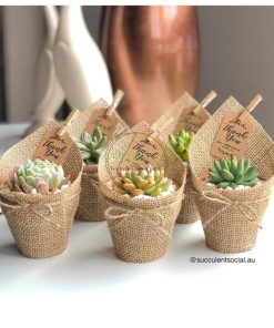 set quà sen đá bầu bọc giấy kaft SCL012