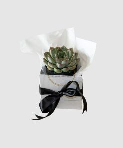 Hộp quà sen đá cứng cáp SCL013