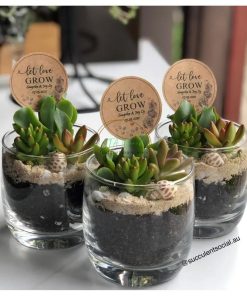 cốc quà sen đá SCL016