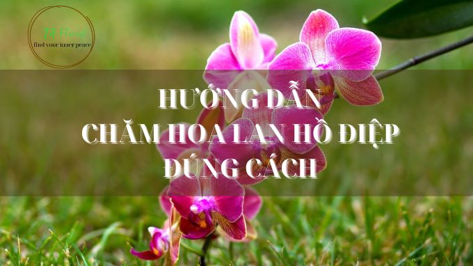 hướng dẫ cách chăm hoa lan hồ điệp đúng chuẩn