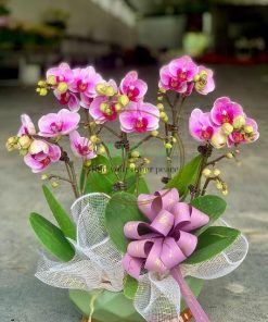 chậu hồ điệp mini tím đẹp