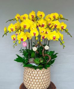 Chậu hồ điệp mini vàng giá tốt