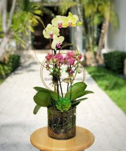 chậu lan hồ điệp mini mix màu