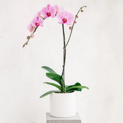 chậu lan hồ điệp hồng đại điện hoa giá tốt