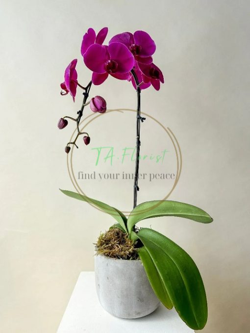chậu lan hồ điệp tím đại điện hoa giá tốt