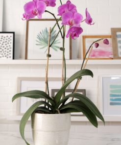 chậu lan hồ điệp hồng đại điện hoa giá tốt
