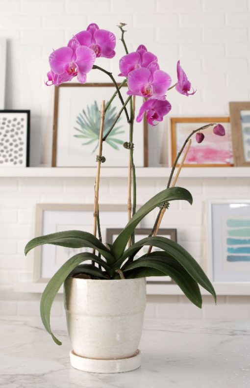 chậu lan hồ điệp hồng đại điện hoa giá tốt