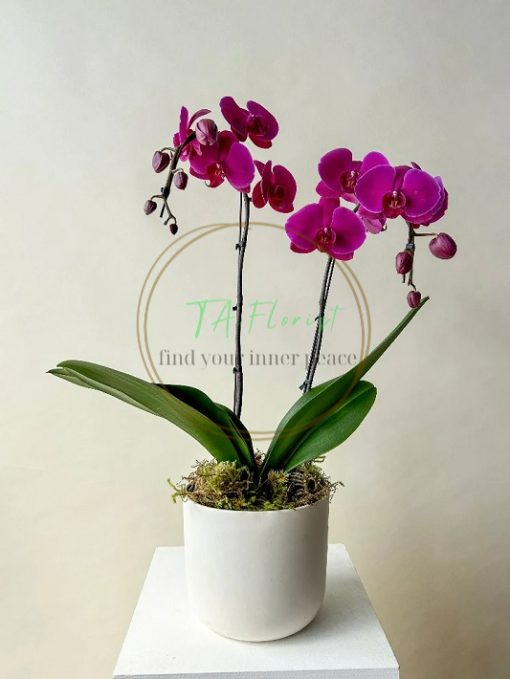 chậu lan hồ điệp tím đại điện hoa giá tốt