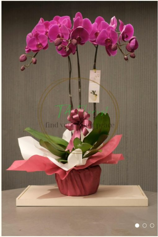 chậu hồ điệp tím đại điện hoa giá tốt