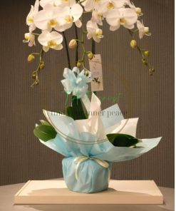 Chậu Lan hồ điệp đại Trắng giá tốt, điện hoa hồ điệp biếu tặng