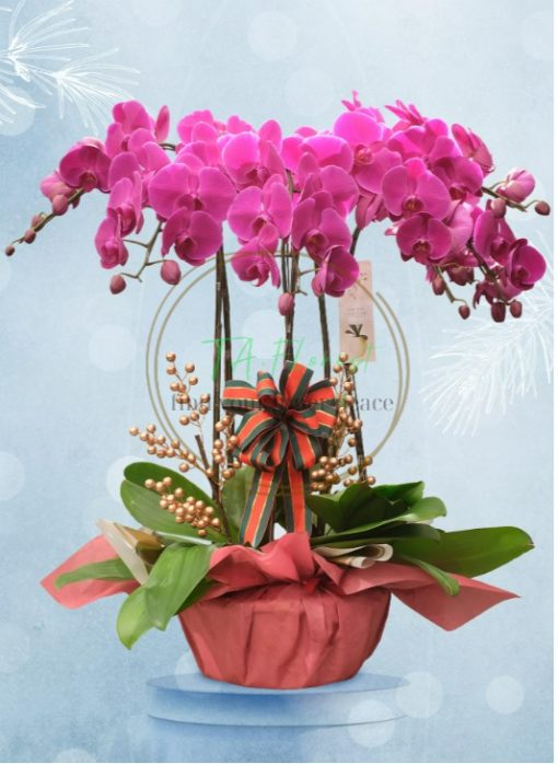 chậu lan hồ điệp tím đại điện hoa giá tốt