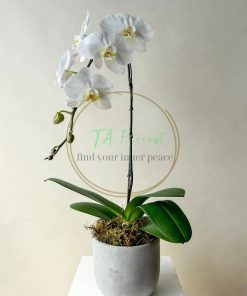 chậu lan hồ điệp trắng đại, điện hoa giá tốt tại hà nội