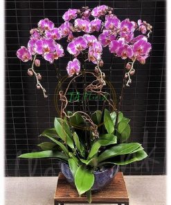 hồ điệp tím đột biến size đại lên chậu