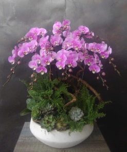 Chậu Lan hồ điệp đại Hồng Anna giá tốt nhất, điện hoa hồ điệp biếu tặng tại Hà Nội