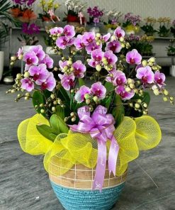 chậu hồ điệp mini tím đẹp