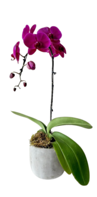 lan hồ điệp đẹp tại TAflorist