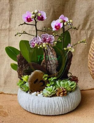 Mẫu hồ điệp mini nghệ thuật