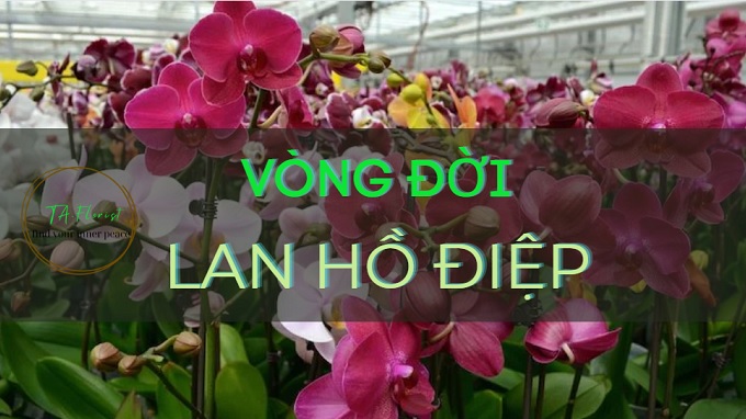 vòng đời của lan hồ điệp