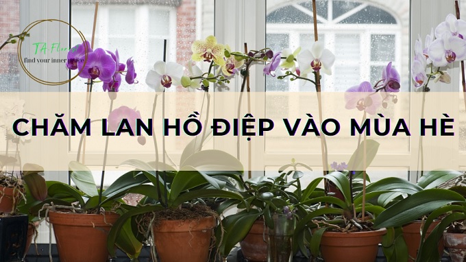 chăm lan hồ điệp vào mùa hè