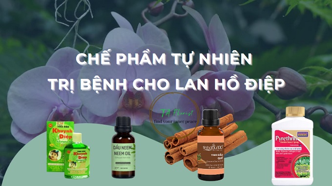 chế phẩm sinh học tự nhiên cho lan hồ điệp