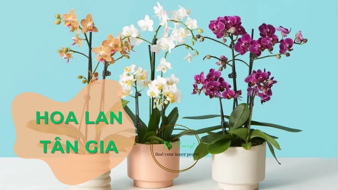 chậu lan hồ điệp tặng tân gia