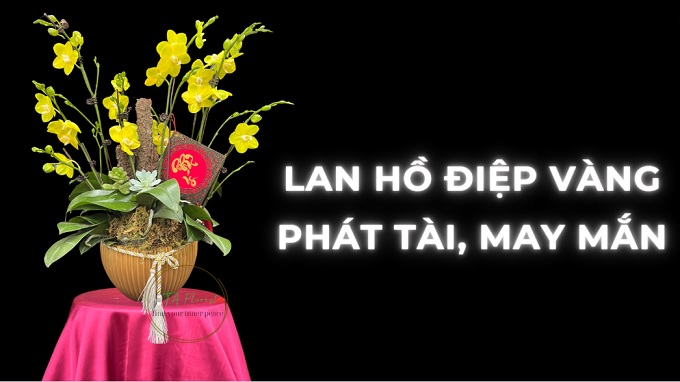 lan hồ điệp vàng may mắn