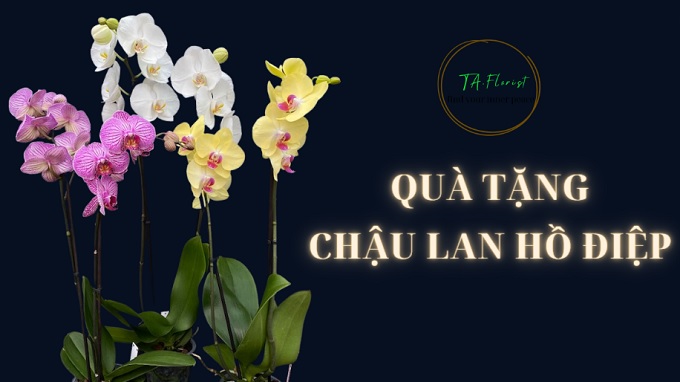 hướng dẫn lựa chọn quà tặng chậu lan hồ điệp