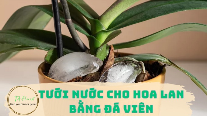 phương pháp tưới nước bằng đá viên cho lan hồ điệp