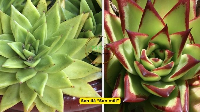 bộ sưu tập sen đá lên màu đẹp