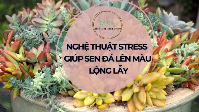 giúp sen đá của bạn lên màu đẹp