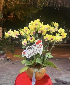chậu lan hồ điệp vàng tại Hà Nội