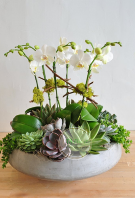 tiểu cảnh lan và