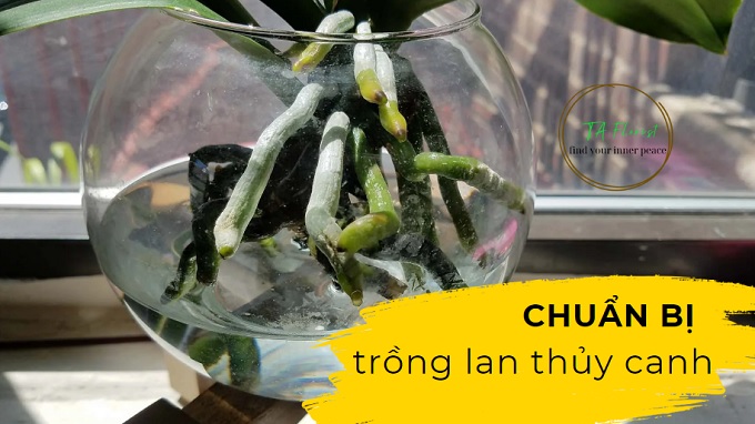 chuẩn bị trồng lan hồ điệp thủy canh trong nước, trồng lan hồ điệp trong nước