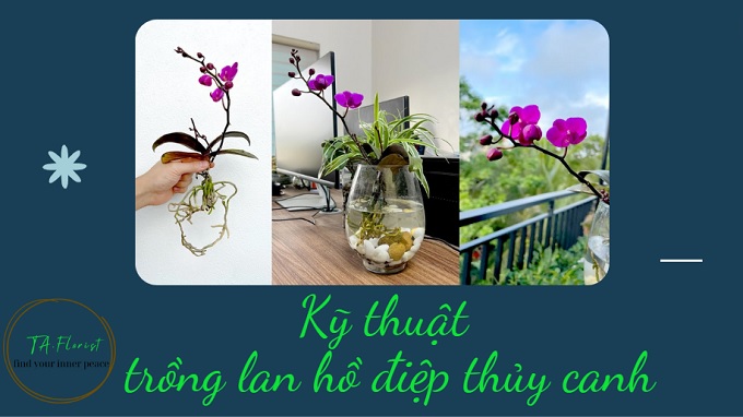 chuẩn bị trồng lan hồ điệp thủy canh trong nước, trồng lan hồ điệp trong nước