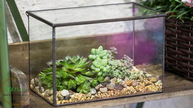 tiểu cảnh sen đá terrarium tại Hà Nội