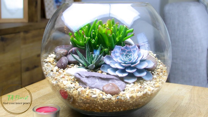 tiểu cảnh sen đá terrarium