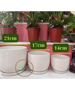 chậu sứ trắng trơn
