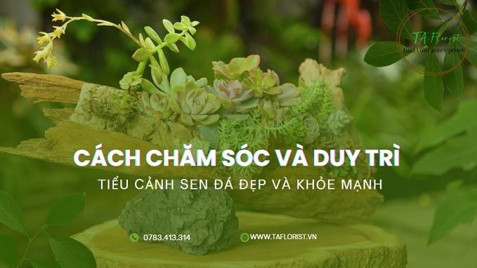 cách chăm sóc và duy trì tiểu cảnh sen đá